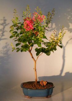 Manufacturers Exporters and Wholesale Suppliers of Flowered Bonsai New Delhi Delhi